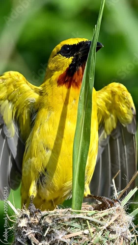 Yellow bird in a nest spreading wings.