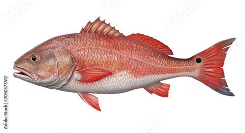Red fish swimming isolated on white background