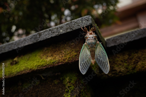 Foto Cicada with Translucent Green Wings Perched on a Mossy Stone Wall