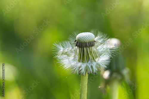 Quadro su tela Close-up of a dandelion seed head with some seeds still attached