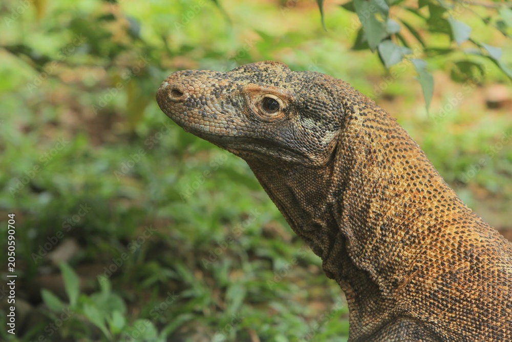 Fototapeta premium close up of a young komodo dragon during the day