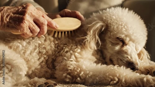 Senior Hand Brushing White Poodle Pet Grooming: Dog Care, Animal Health, and Companion Animal Services