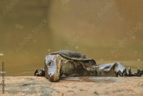 Obraz na płótnie a salvator lizard soaks while sunbathing by the pool during the day