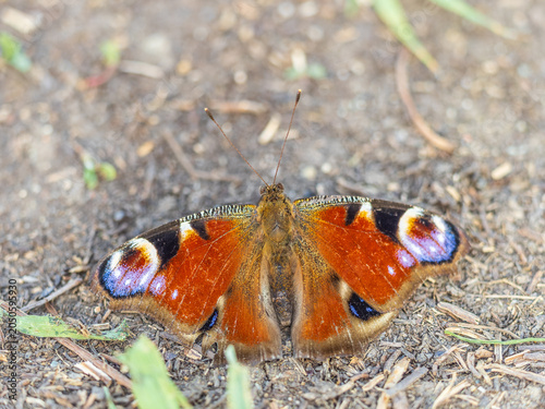 Tableau sur toile Peacock butterfly on the ground among the grass