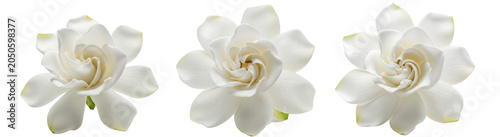 Obraz na płótnie A Set of White Gardenia Flower PNG Clipart Blossoms Isolated on Transparent Back