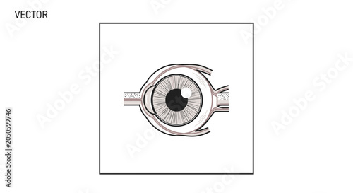 Anatomical Illustration of the Human Eye with Optic Nerve and Muscles