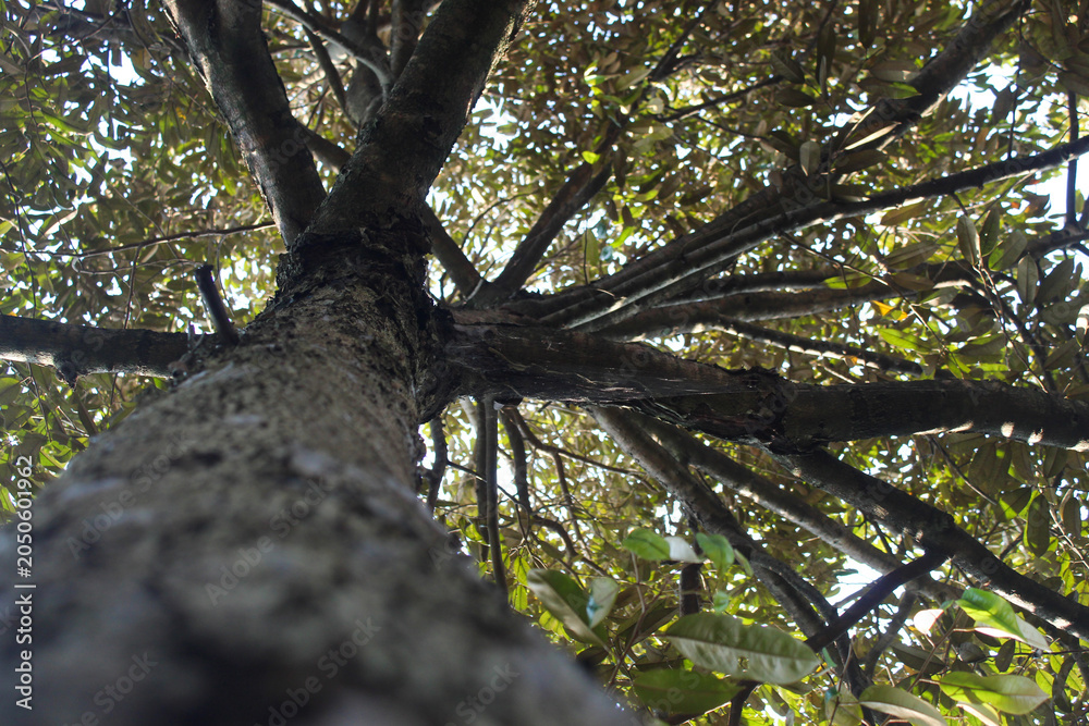 Fototapeta premium bottom up view of a lush durian tree