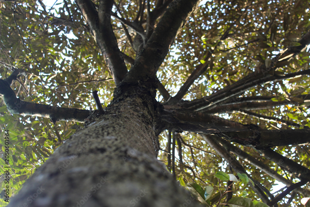 Fototapeta premium bottom up view of a lush durian tree