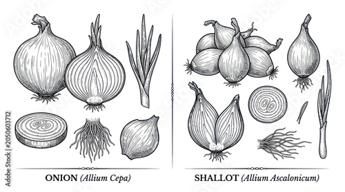 Tableau sur toile Hand-Drawn Onion and Shallot Illustrations, Botanical Study