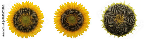 Bild auf Leinwand A Set of Sunflower Head PNG Clipart Isolated on Transparent Background for Rusti