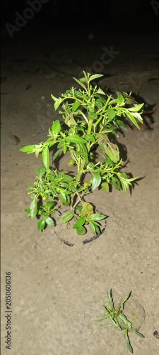 Small green shrub growing in dirt at night with vegetation nocturnal lighting branches landscape environmental botanical