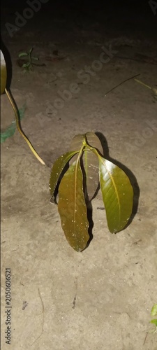 Fresh green leaves of a small seedling plant growing from soil with a close up view of young seedling growing