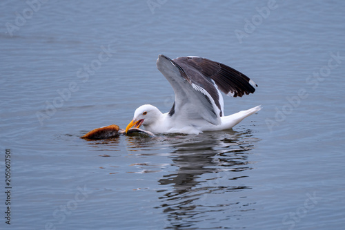 Western Gull Feeds on a Fish in Coastal Waters
