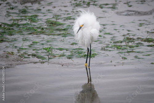 Snowy Egret Displays Breeding Plumage