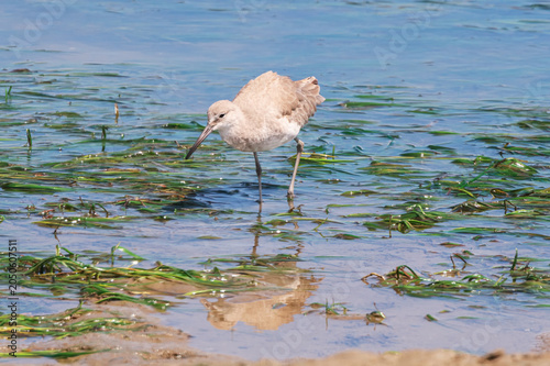 Willet Searches for Food in Shallow Coastal Waters