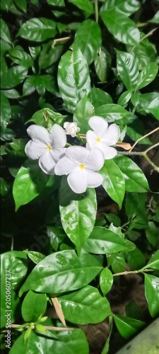 White jasmine flowers with lush green leaves blooming botanical fragrant delicate perennial gardening springtime