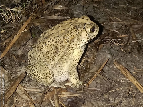 A common toad sitting on dry ground at night with a close up image of textured brown toad resting on dry forest floor debris