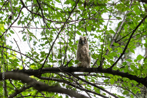 A young Long-eared Owl (Asio otus) fledgling adopting a 