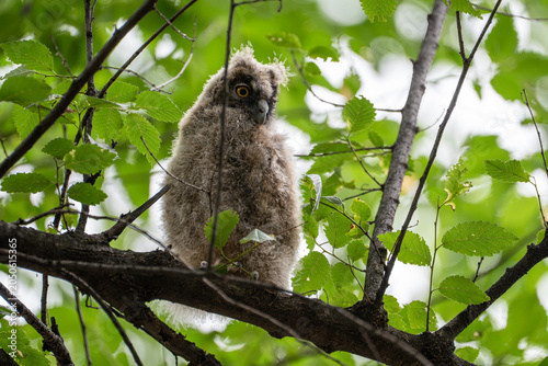 Young long-eared owl fledgling (Asio otus) perched on a tree branch in a forest.