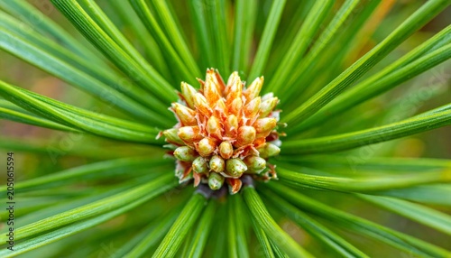 Close-up of a pine cone and needles.