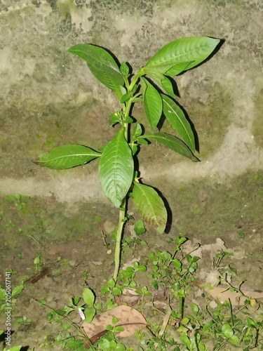 Young green plant with pointed leaves growing in soil seedling vegetation botanical landscape cultivation environmental