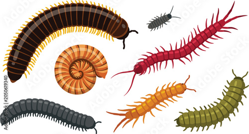 Quadro su tela Centipede and Millipede Vector Illustration Featuring Brown, Red, Orange, Green,