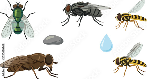 Obraz na płótnie Fly Species Vector Illustration Featuring Bottle Fly, Housefly, Horsefly, Hoverf