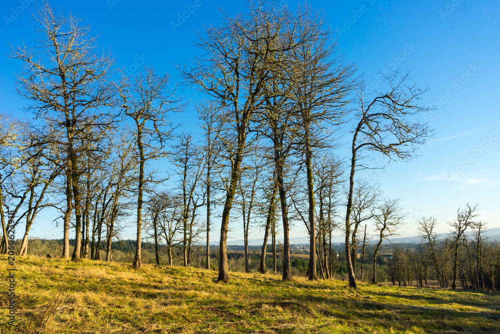 Fototapeta premium Cooper Mountain Nature Park, Beaverton, Oregon