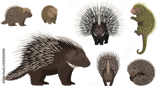 Schilderij op canvas Porcupine Species Vector Illustration Featuring Defensive Quills, Prehensile‑Tai
