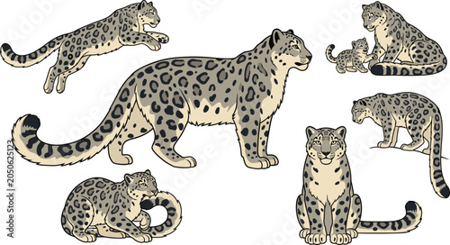 Foto Snow Leopard Vector Illustration Featuring Standing, Leaping, Sitting, Lying, Gr