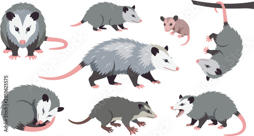 Foto Opossum Behavior and Habitat Vector Illustration Featuring Sleeping, Walking, Ha