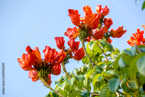 Beautiful Spathodea flowers, African tulip tree. Spathodea campanulata. among green leaves and other blue sky background.