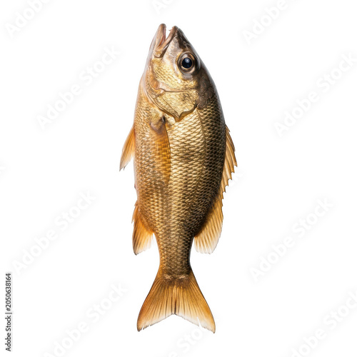 Fresh whole fish isolated on transparent background