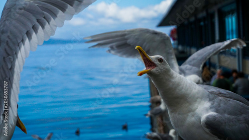 Tableau sur toile Seagull Squawk