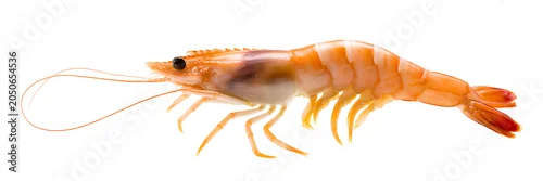 Obraz  z motywem Orange Shrimp Isolated on White Background