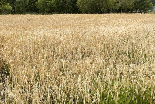 Golden barley field landscape under a cloudy sky in summer countryside