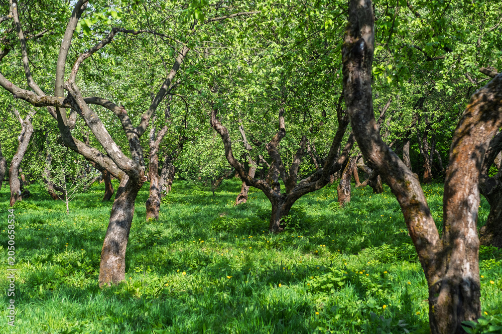 Fototapeta premium Green apple orchard features rows of trees with fresh leaves and grass, illuminated by bright sunlight in a rural spring landscape