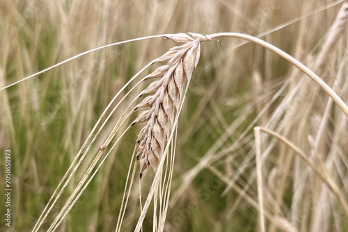 Emotional close-up of a single golden barley ear with beautiful soft bokeh background