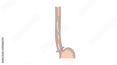 Tableau sur toile A close-up illustration of a human trachea and bronchus with a peach and blue color scheme on a white background