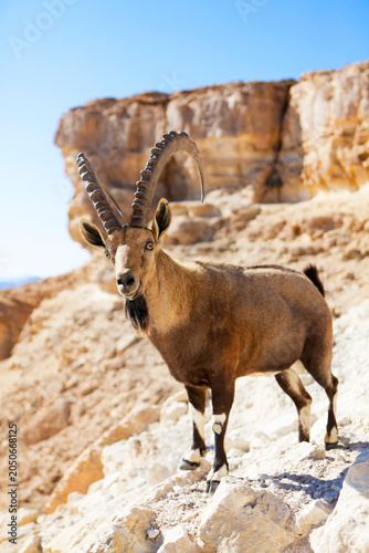 Fotografie Male Nubian Ibex