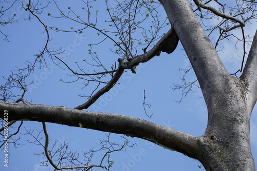 Cuadro en lienzo Native topical trees growing in tropical climate helping with soil erosion do to