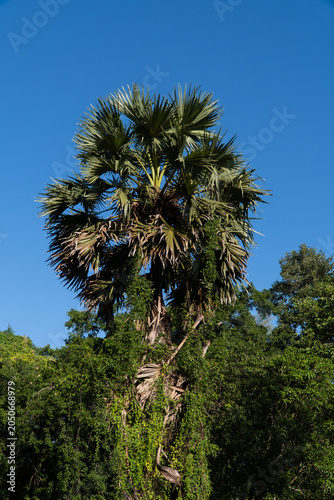Tableau sur toile Native topical trees growing in tropical climate helping with soil erosion do to