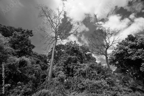 Foto Native topical trees growing in tropical climate helping with soil erosion do to