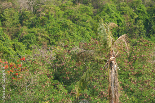 Bilde på lerret Native topical trees growing in tropical climate helping with soil erosion do to