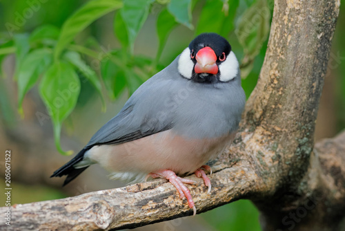 A colorful Java sparrow (Padda oryzivora) perched on a branch, Indonesia