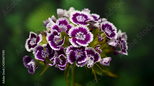 Purple and White Sweet William Dianthus Flowers on green Background