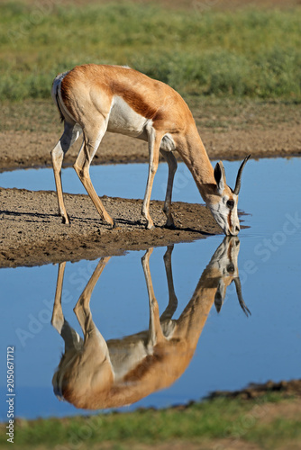 A springbok antelope (Antidorcas marsupialis) drinking water with reflection, Kalahari desert, South Africa