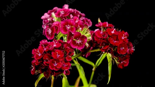 Vibrant Red Sweet William Dianthus Flowers on Black Background