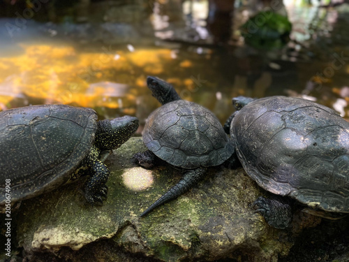 Landscape close up view of three small pond turtles resting together on a mossy stone by the water edge