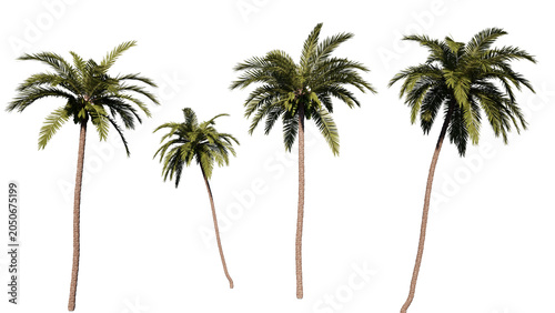 coconut  tree isolated on white